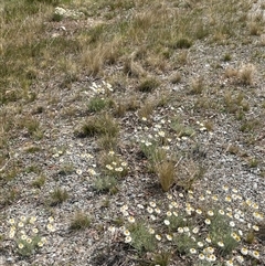 Leucochrysum albicans subsp. tricolor (Hoary Sunray) at Currawang, NSW - 12 Oct 2024 by JaneR