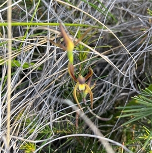 Lyperanthus suaveolens at Bruce, ACT - suppressed