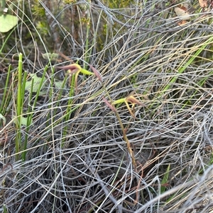 Lyperanthus suaveolens at Bruce, ACT - suppressed