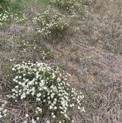 Pimelea linifolia subsp. caesia at Currawang, NSW - 12 Oct 2024 by JaneR