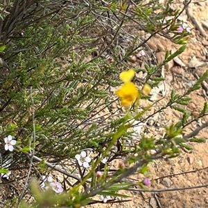 Diuris nigromontana at Bruce, ACT - suppressed