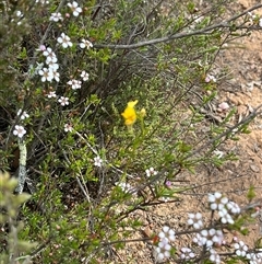 Diuris nigromontana at Bruce, ACT - suppressed