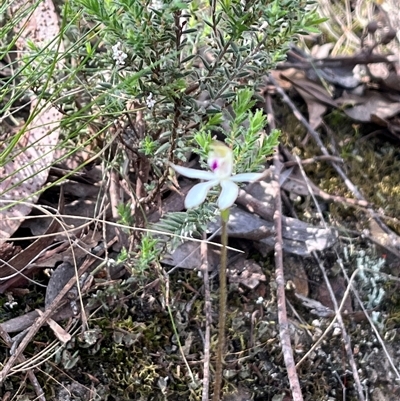 Caladenia moschata (Musky Caps) at Acton, ACT - 11 Oct 2024 by courtneyb