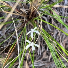 Caladenia ustulata (Brown Caps) at Acton, ACT - 11 Oct 2024 by courtneyb