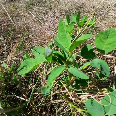 Medicago sativa at Cooma, NSW - 12 Oct 2024 by mahargiani