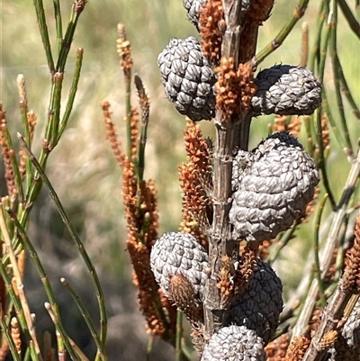 Allocasuarina paludosa (Swamp She-oak) at Currawang, NSW - 12 Oct 2024 by JaneR