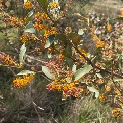 Daviesia latifolia (Hop Bitter-Pea) at Currawang, NSW - 12 Oct 2024 by JaneR