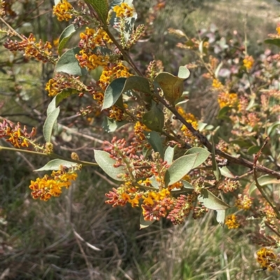 Daviesia latifolia (Hop Bitter-Pea) at Currawang, NSW - 12 Oct 2024 by JaneR