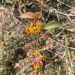 Daviesia latifolia at Currawang, NSW - 12 Oct 2024