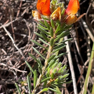 Pultenaea subspicata (Low Bush-pea) at Currawang, NSW - 12 Oct 2024 by JaneR