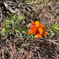 Pultenaea subspicata at Currawang, NSW - 12 Oct 2024 02:14 PM