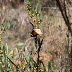 Danaus petilia (Lesser wanderer) at Aranda, ACT - 13 Oct 2024 by mroseby