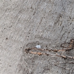 Cryptolaemus montrouzieri (Mealybug ladybird) at Aranda, ACT - 13 Oct 2024 by mroseby