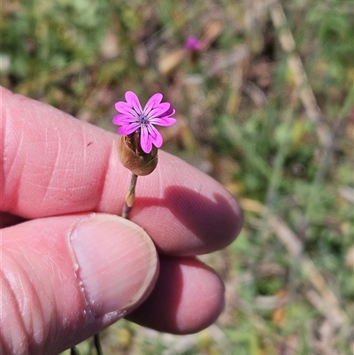 Petrorhagia nanteuilii (Proliferous Pink, Childling Pink) at Whitlam, ACT - 12 Oct 2024 by sangio7