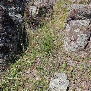 Petrorhagia nanteuilii at Whitlam, ACT - 12 Oct 2024