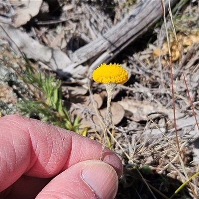 Leptorhynchos squamatus subsp. squamatus (Scaly Buttons) at Whitlam, ACT - 12 Oct 2024 by sangio7