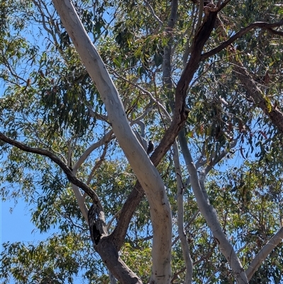 Cormobates leucophaea (White-throated Treecreeper) at Aranda, ACT - 13 Oct 2024 by mroseby