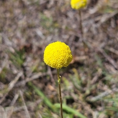 Craspedia variabilis (Common Billy Buttons) at Belconnen, ACT - 12 Oct 2024 by sangio7