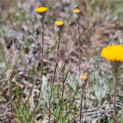 Leptorhynchos squamatus (Scaly Buttons) at Whitlam, ACT - 12 Oct 2024 by sangio7