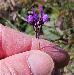 Linaria pelisseriana (Pelisser's Toadflax) at Belconnen, ACT - 12 Oct 2024 by sangio7