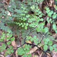 Adiantum hispidulum var. hispidulum at Lorne, NSW - 14 Oct 2024 by Butlinz