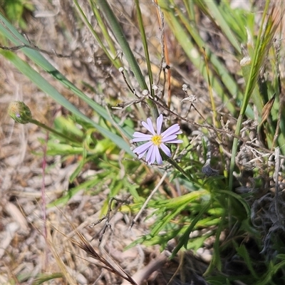 Vittadinia muelleri (Narrow-leafed New Holland Daisy) at Whitlam, ACT - 12 Oct 2024 by sangio7