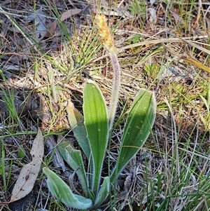 Plantago varia at Whitlam, ACT - 12 Oct 2024