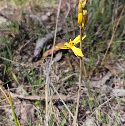 Bulbine bulbosa (Golden Lily, Bulbine Lily) at Whitlam, ACT - 12 Oct 2024 by sangio7