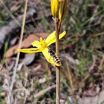 Syrphini sp. (tribe) (Unidentified syrphine hover fly) at Whitlam, ACT - 12 Oct 2024 by sangio7