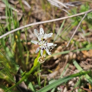 Wurmbea dioica subsp. dioica at Whitlam, ACT - 12 Oct 2024 02:16 PM