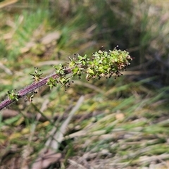 Acaena x ovina (Sheep's Burr) at Whitlam, ACT - 12 Oct 2024 by sangio7