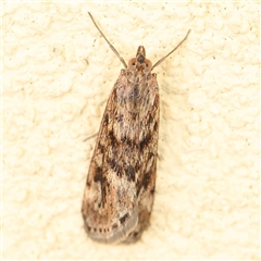 Achyra affinitalis (Cotton Web Spinner) at Acheron, VIC - 5 Oct 2024 by ConBoekel