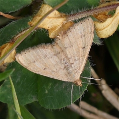 Scopula rubraria (Reddish Wave, Plantain Moth) at Acheron, VIC - 5 Oct 2024 by ConBoekel