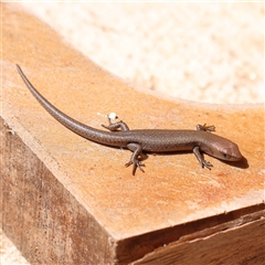 Unidentified Skink at Acheron, VIC - 5 Oct 2024 by ConBoekel