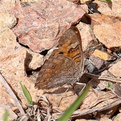 Junonia villida (Meadow Argus) at Culcairn, NSW - 6 Oct 2024 by ConBoekel