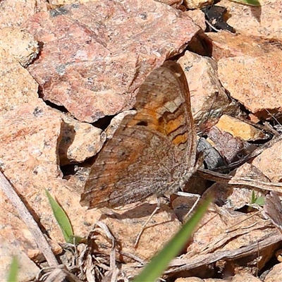 Junonia villida (Meadow Argus) at Culcairn, NSW - 6 Oct 2024 by ConBoekel