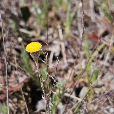 Leptorhynchos squamatus (Scaly Buttons) at Whitlam, ACT - 12 Oct 2024 by sangio7