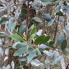 Acacia penninervis var. penninervis (Hickory Wattle) at Cowra, NSW - 17 Jul 2024 by Tapirlord