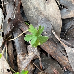 Geranium potentilloides var. potentilloides (Downy Geranium) at Cowra, NSW - 17 Jul 2024 by Tapirlord