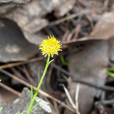 Calotis lappulacea (Yellow Burr Daisy) at Cowra, NSW - 17 Jul 2024 by Tapirlord