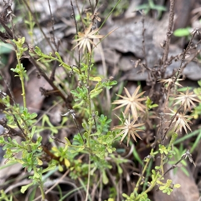 Vittadinia cuneata var. cuneata (Fuzzy New Holland Daisy) at Cowra, NSW - 17 Jul 2024 by Tapirlord