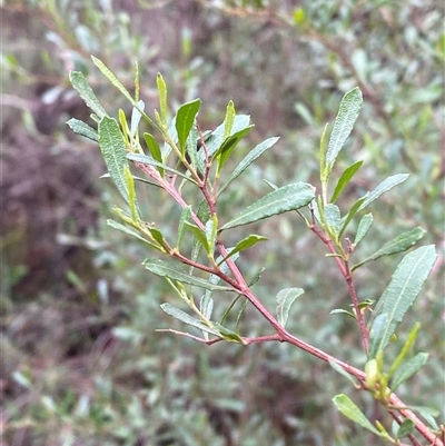 Dodonaea viscosa subsp. spatulata (Broad-leaved Hop Bush) at Cowra, NSW - 17 Jul 2024 by Tapirlord