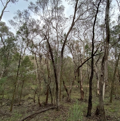 Eucalyptus albens (White Box) at Cowra, NSW - 17 Jul 2024 by Tapirlord