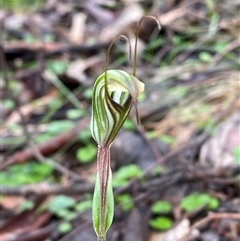 Pterostylis striata (Mainland Striped Greenhood) at Cowra, NSW - 17 Jul 2024 by Tapirlord