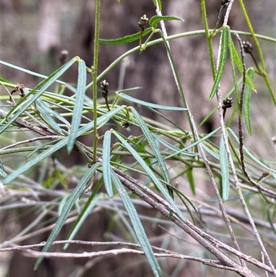 Glycine clandestina (Twining Glycine) at Cowra, NSW - 17 Jul 2024 by Tapirlord