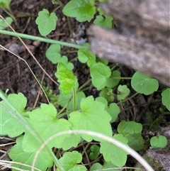 Scutellaria humilis (Dwarf Skullcap) at Cowra, NSW - 17 Jul 2024 by Tapirlord