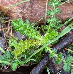 Acaena echinata (Sheeps Burr) at Cowra, NSW - 17 Jul 2024 by Tapirlord