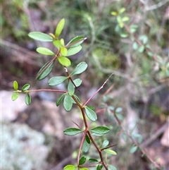 Bursaria spinosa (Native Blackthorn, Sweet Bursaria) at Cowra, NSW - 17 Jul 2024 by Tapirlord