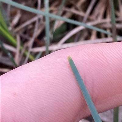 Lomandra filiformis (Wattle Mat-rush) at Cowra, NSW - 17 Jul 2024 by Tapirlord