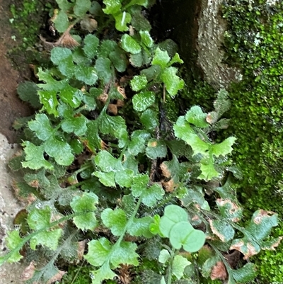 Asplenium subglandulosum (Blanket Fern) at Cowra, NSW - 17 Jul 2024 by Tapirlord